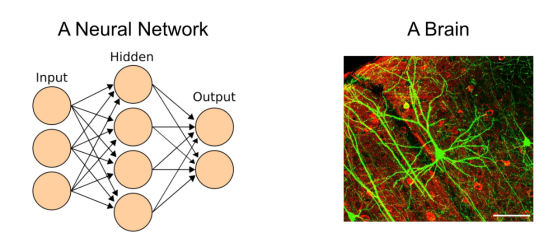 神经网络（左）与大脑（右）