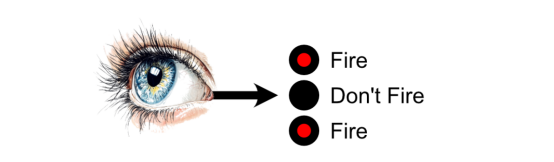 来自眼睛的信号直接输入到三个神经元中；其中，两个决定激发