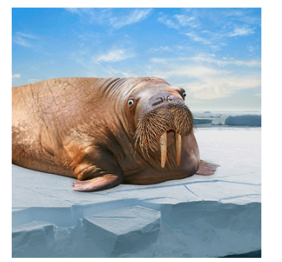 海象(walrus )运算符